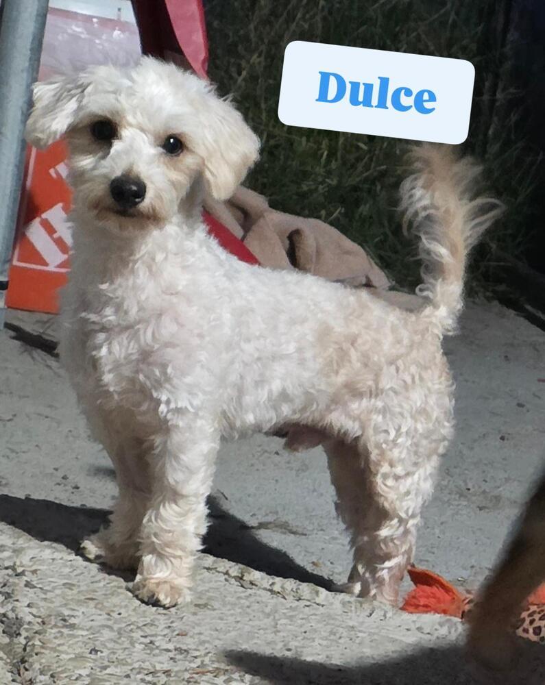 Enlarge Dulce, a Adopted mixed breed in Santa Rosa, CA image 4/4