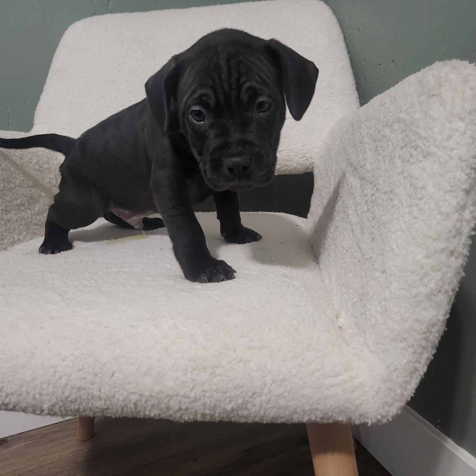 Kingsley, Adoptable, Puppy Male Pit Bull Terrier.