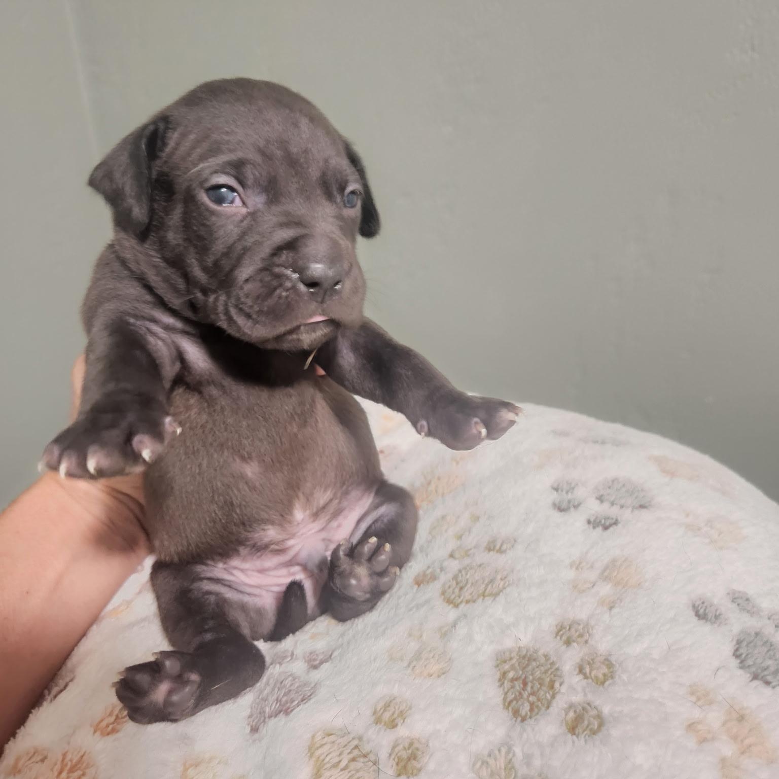 Enlarge Kingsley, a Adoptable mixed breed in Brentwood, CA image 2/2