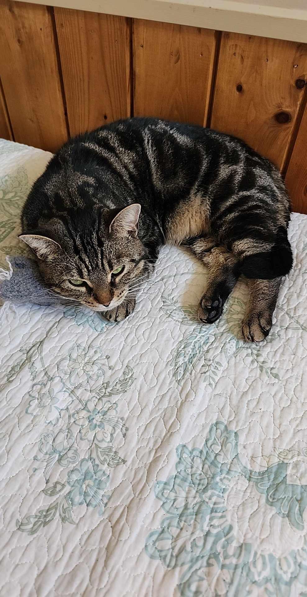 Cat for adoption Chutney, a Domestic Short Hair in Brantford, ON