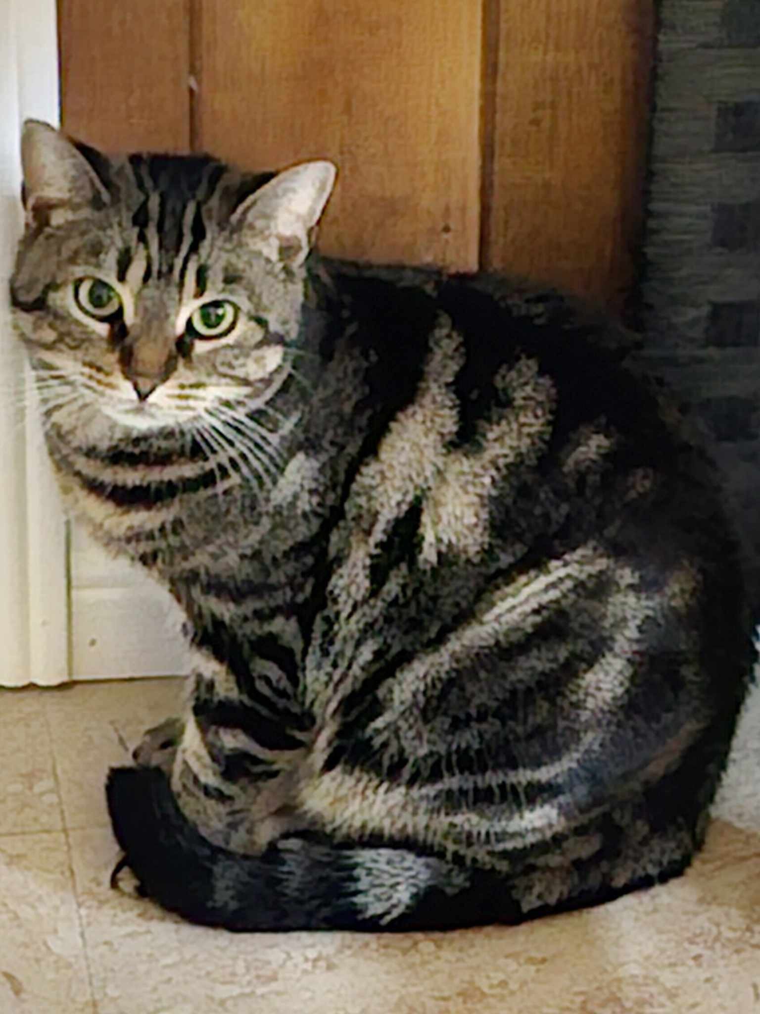 Cat for adoption Chutney, a Domestic Short Hair in Brantford, ON