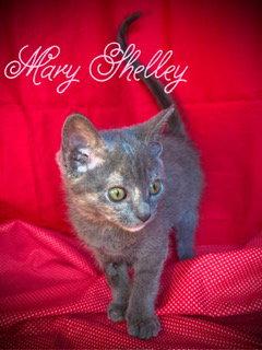 Mary Shelley, a Adoptable Domestic Short Hair in Pleasanton, TX image 1/3