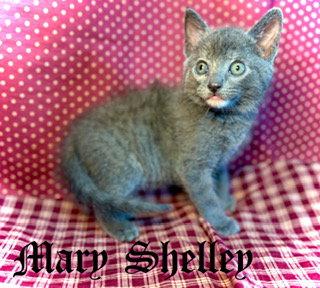 Mary Shelley, a Adoptable Domestic Short Hair in Pleasanton, TX image 2/3