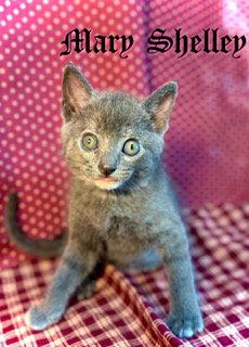 Mary Shelley, a Adoptable Domestic Short Hair in Pleasanton, TX image 3/3