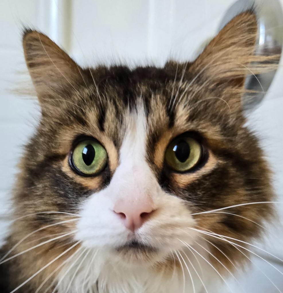 Gizmo