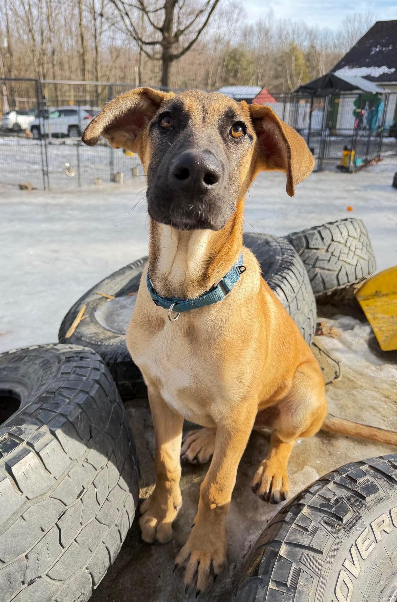 Enlarge Andy, a Adoptable Mixed Breed in Argyle, NY image 4/6