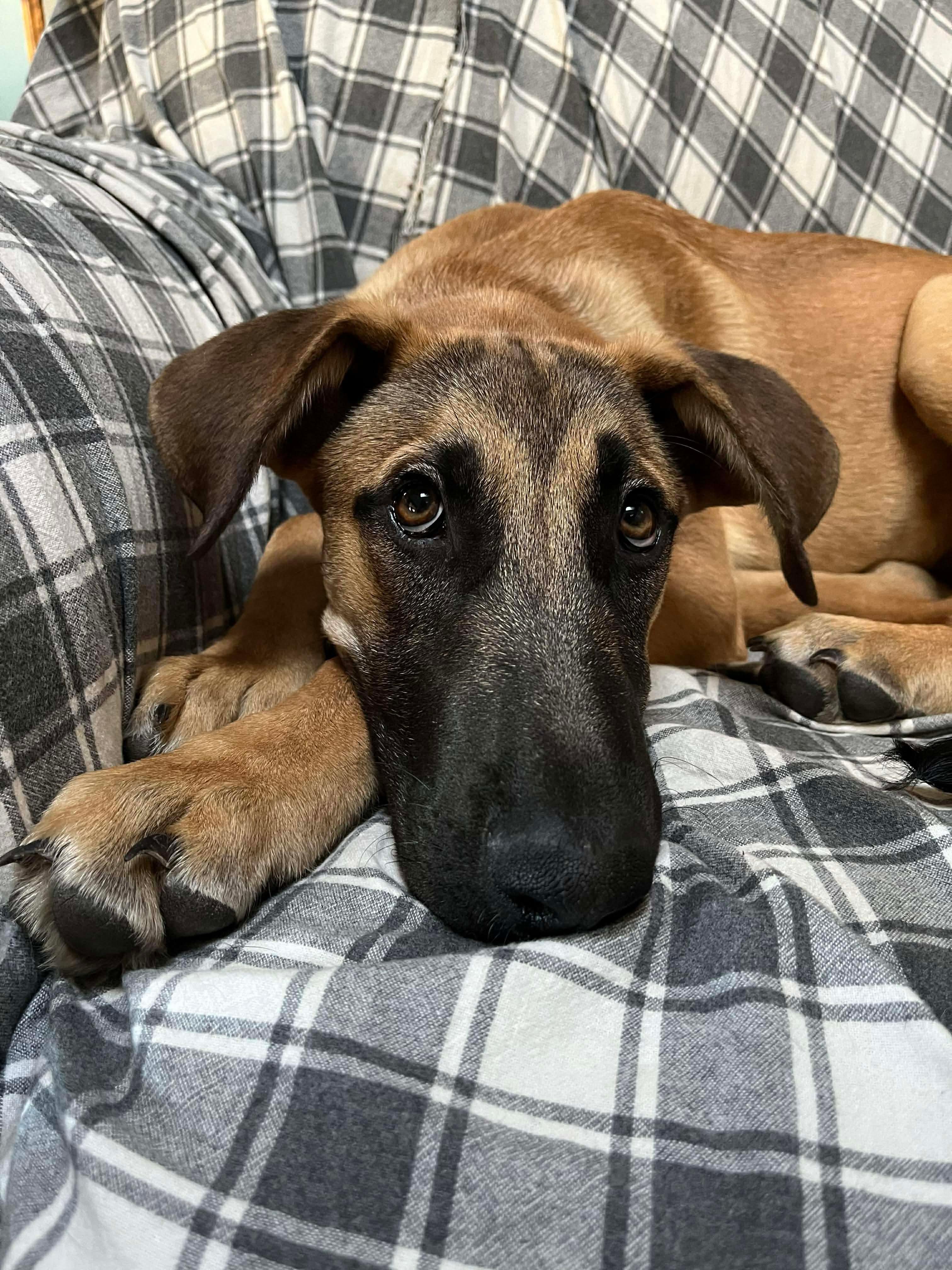 Enlarge Andy, a Adoptable Mixed Breed in Argyle, NY image 2/6