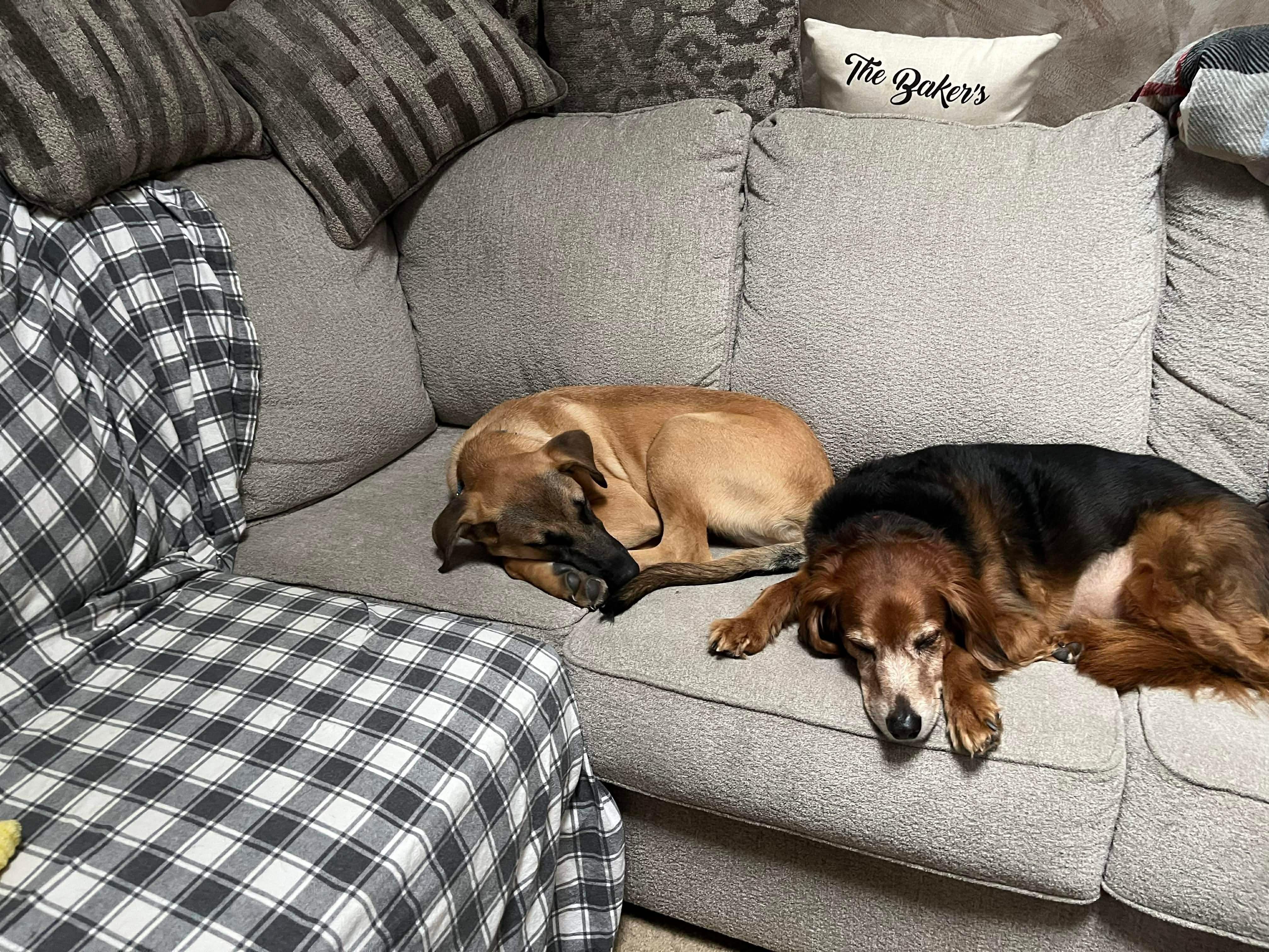 Enlarge Andy, a Adoptable Mixed Breed in Argyle, NY image 5/6