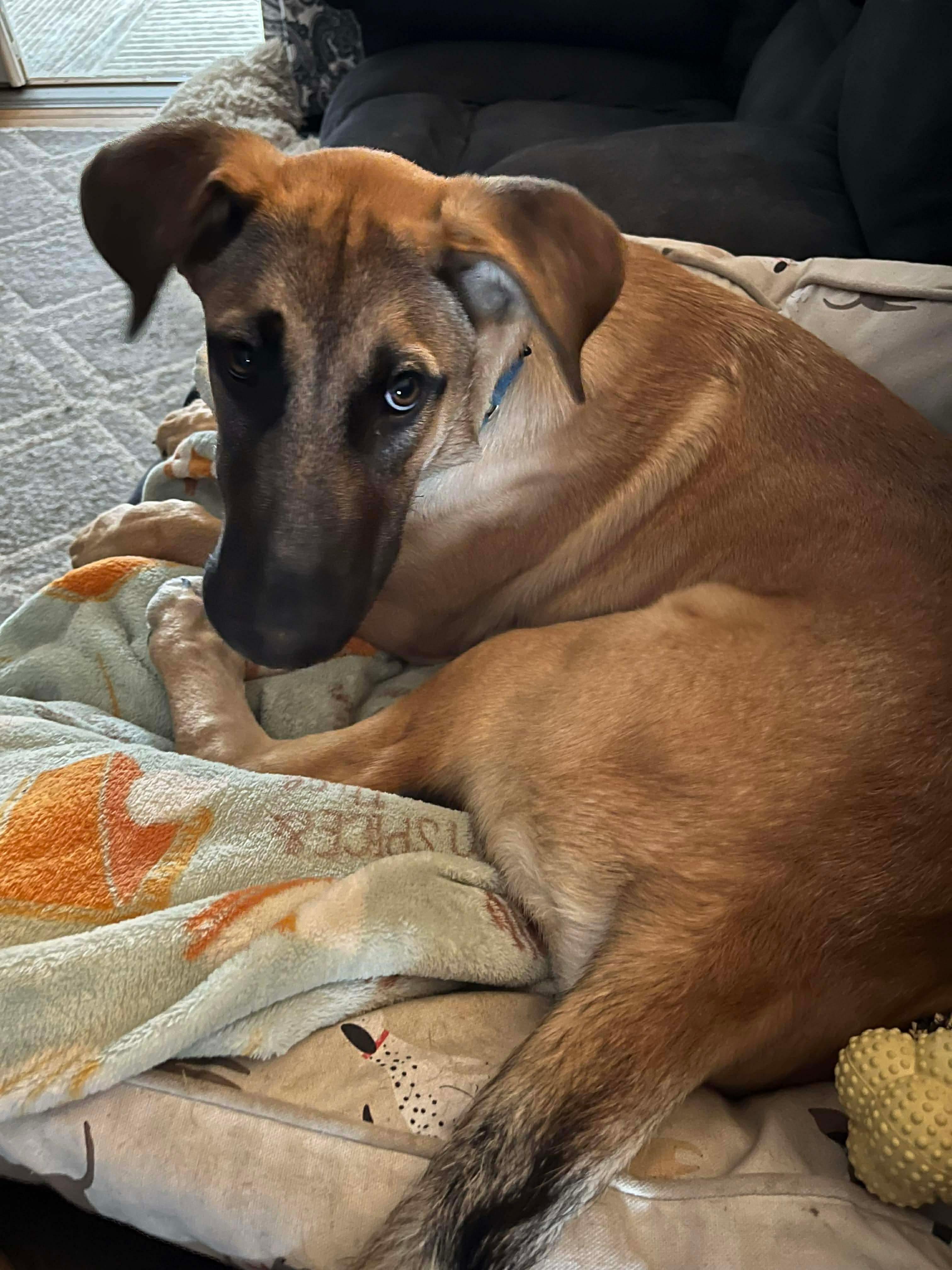 Enlarge Andy, a Adoptable Mixed Breed in Argyle, NY image 6/6