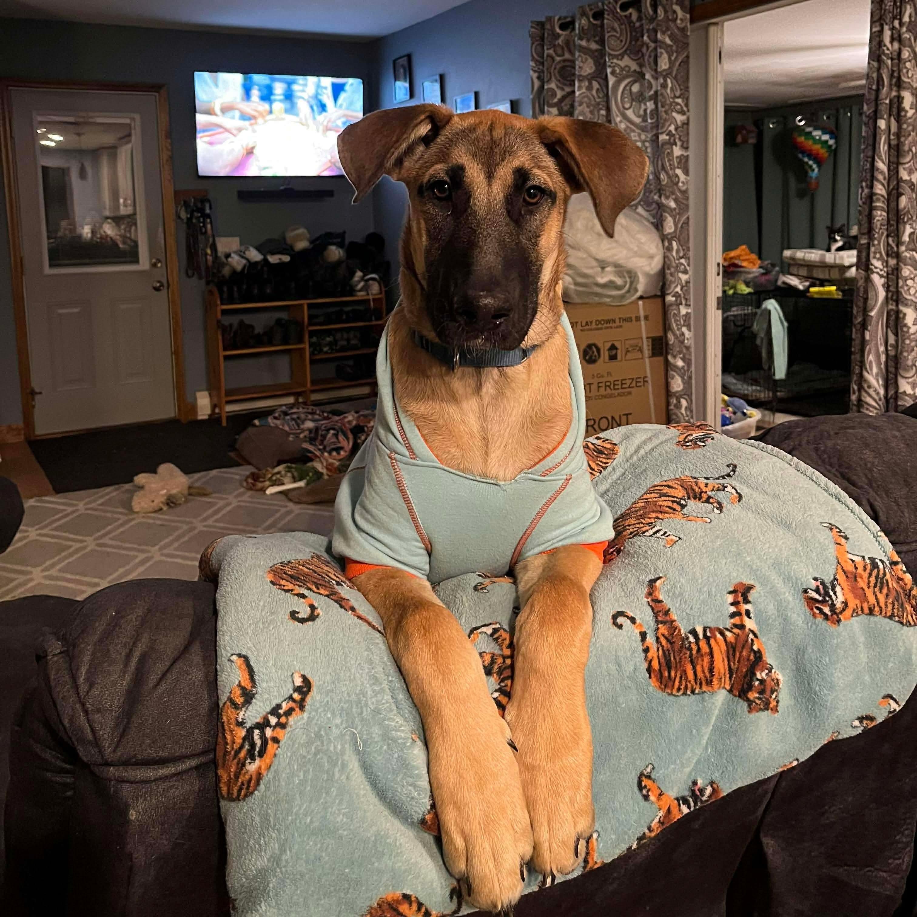 Andy, Adoptable, Puppy Male Mixed Breed.