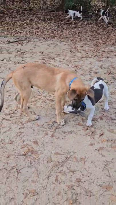 Enlarge Andy, a Adoptable Mixed Breed in Argyle, NY video 3/6