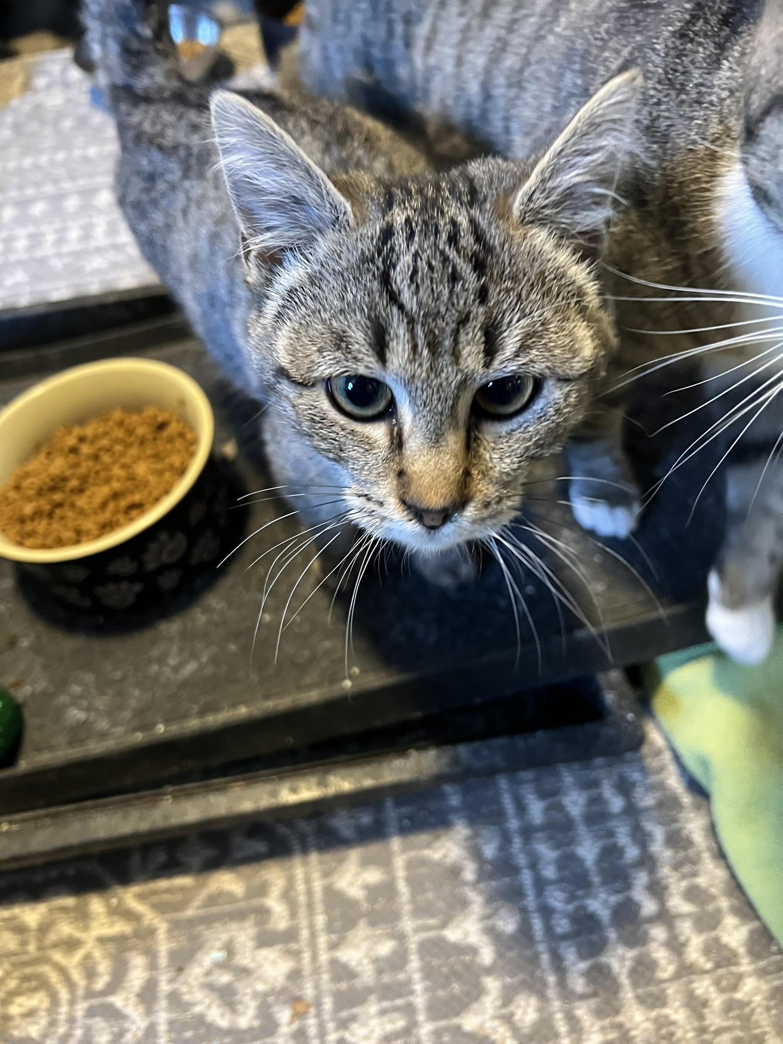 Frappe, Adoptable, Kitten Female Tabby.