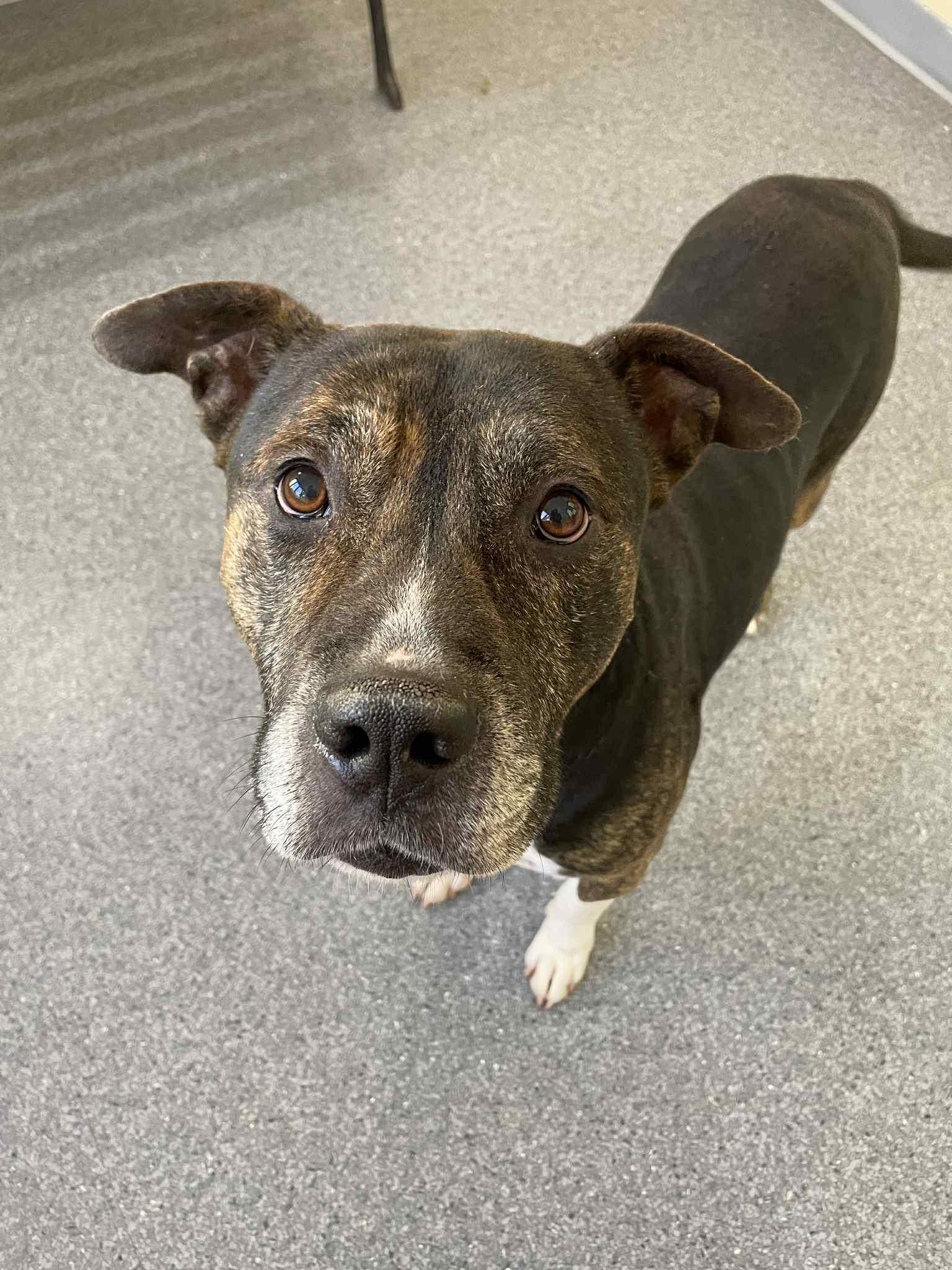 Oyden, Adoptable, Senior Male Pit Bull Terrier.