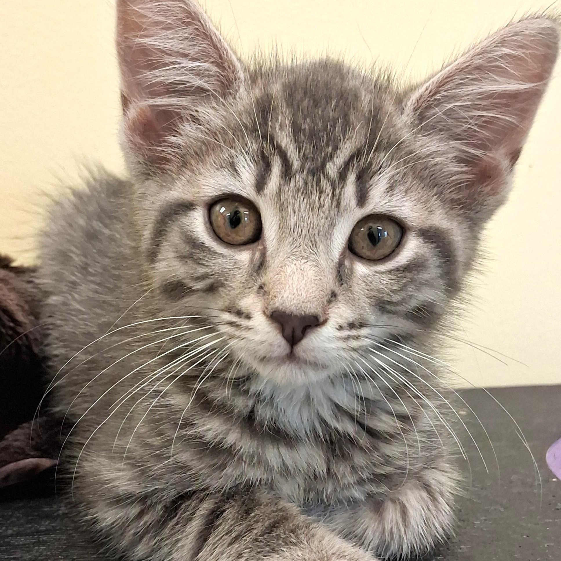 Sterling, adopted, Young Male Domestic Short Hair.