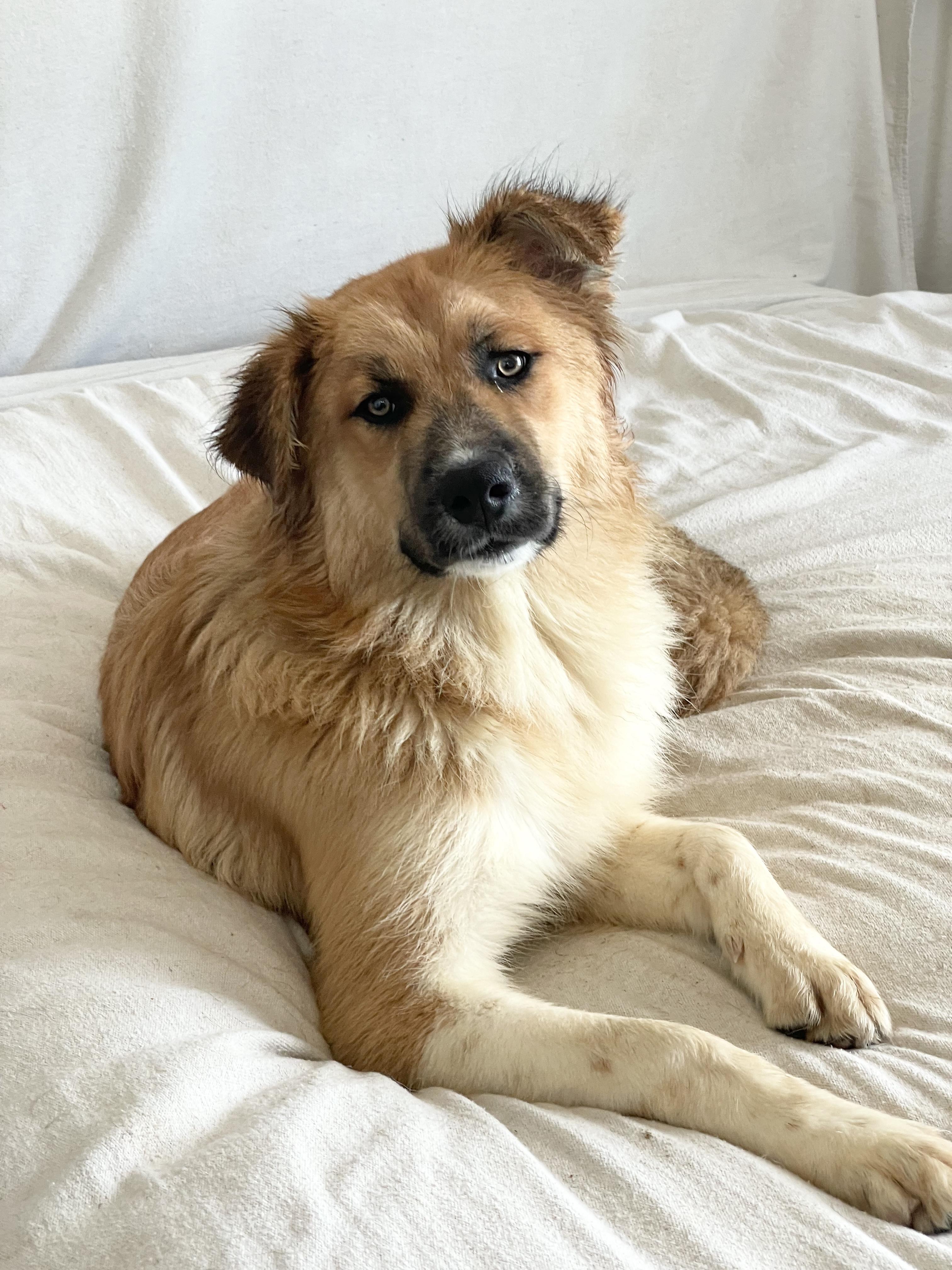Enlarge Teddy bear , a ADOPTABLE mixed breed in West Hartford , CT image 4/5