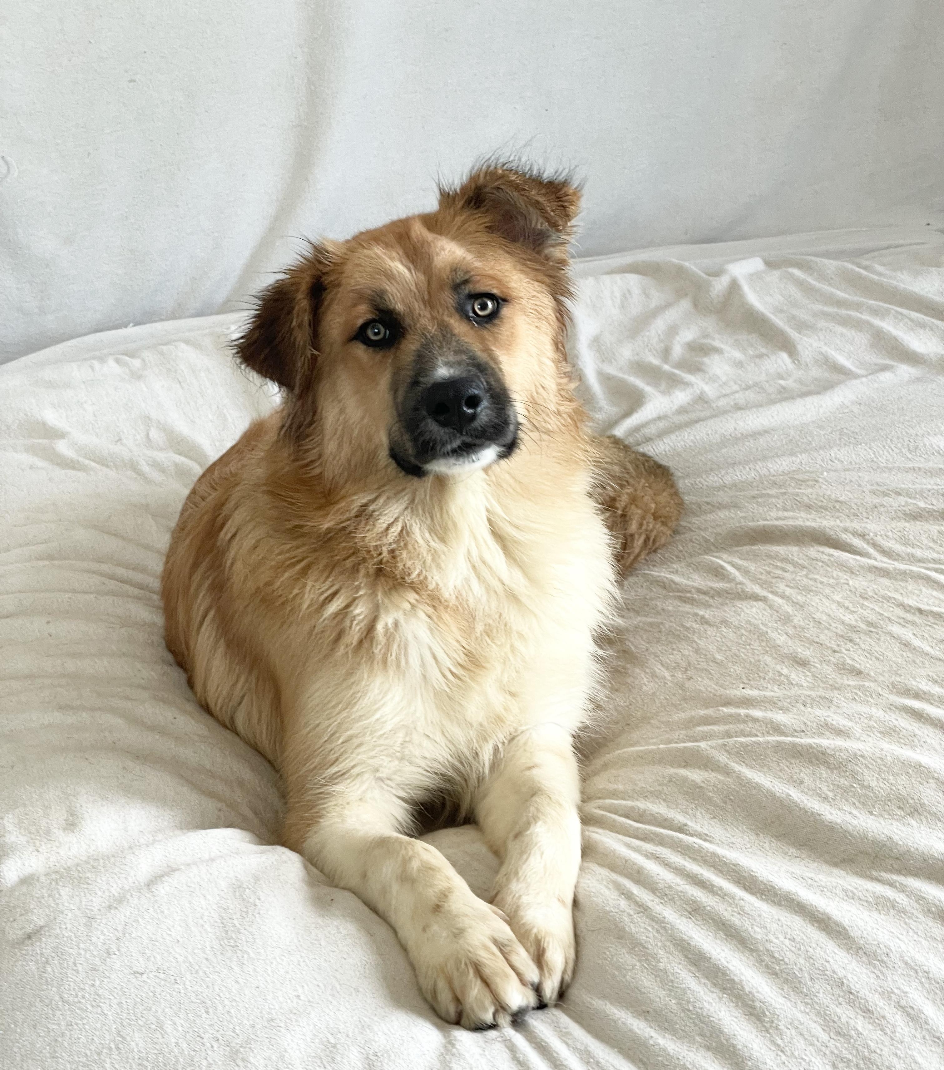 Enlarge Teddy bear , a ADOPTABLE mixed breed in West Hartford , CT image 5/5