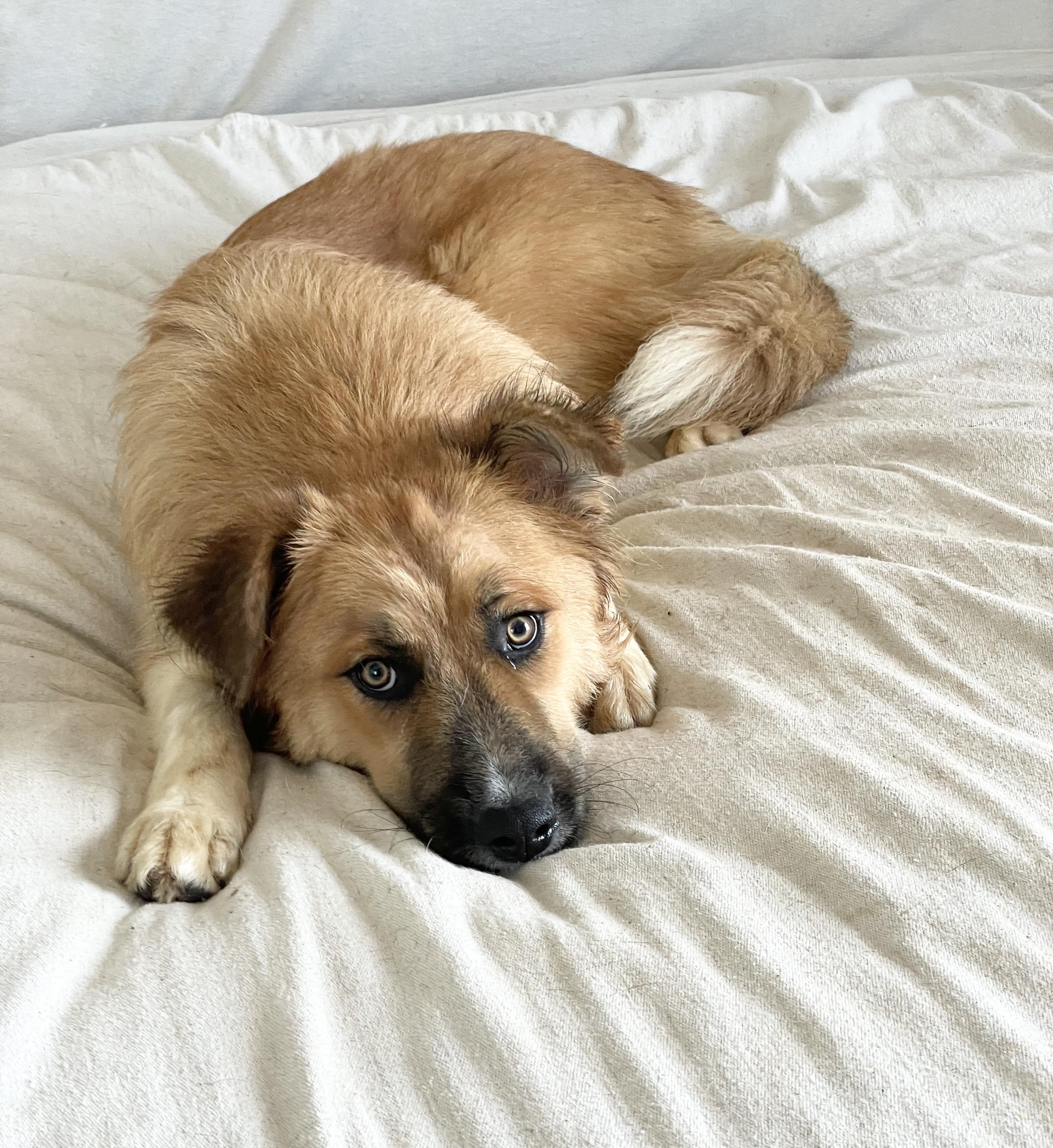 Enlarge Teddy bear , a ADOPTABLE mixed breed in West Hartford , CT image 2/5