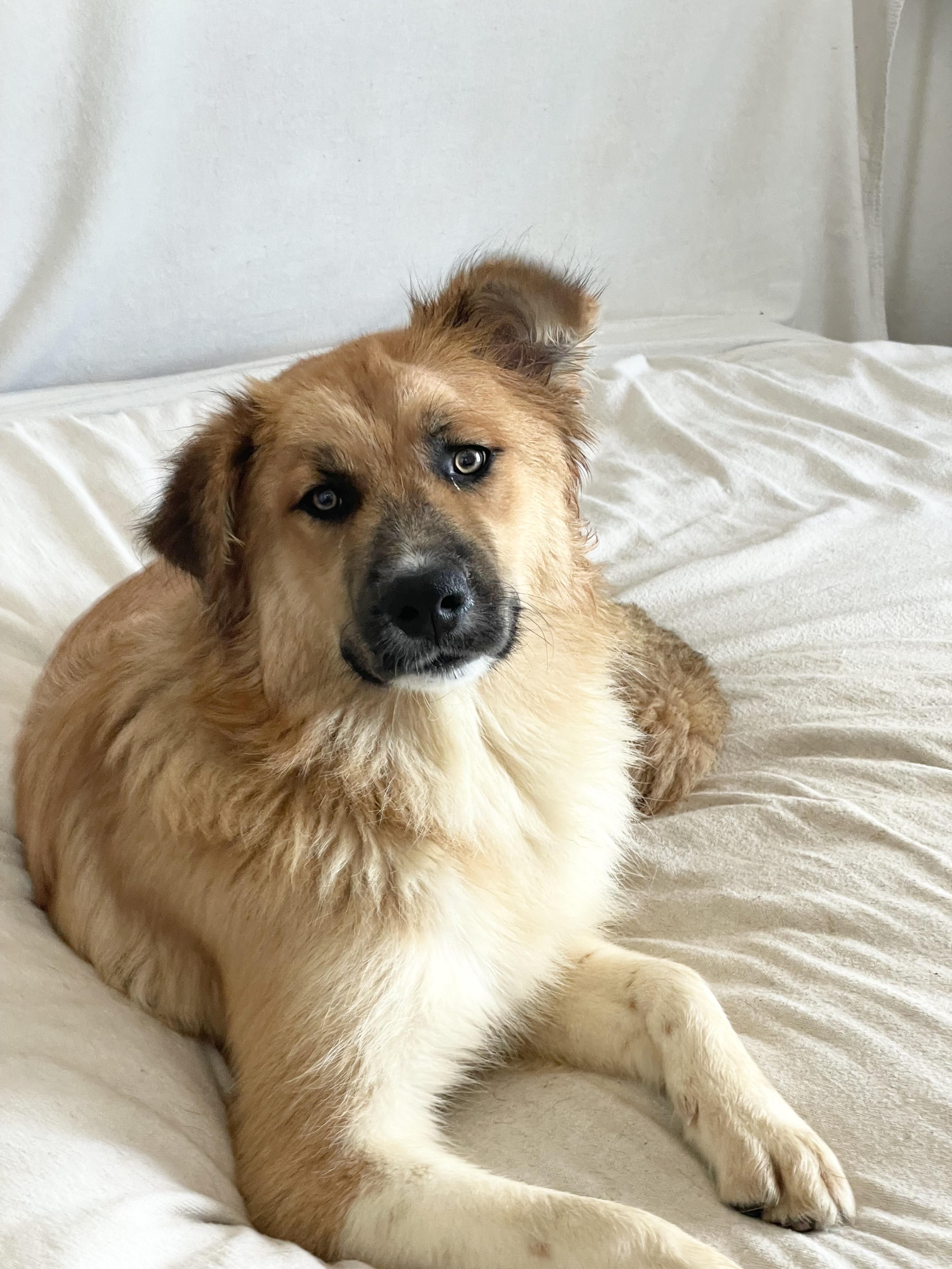Teddy bear , ADOPTABLE, Young Male Golden Retriever.