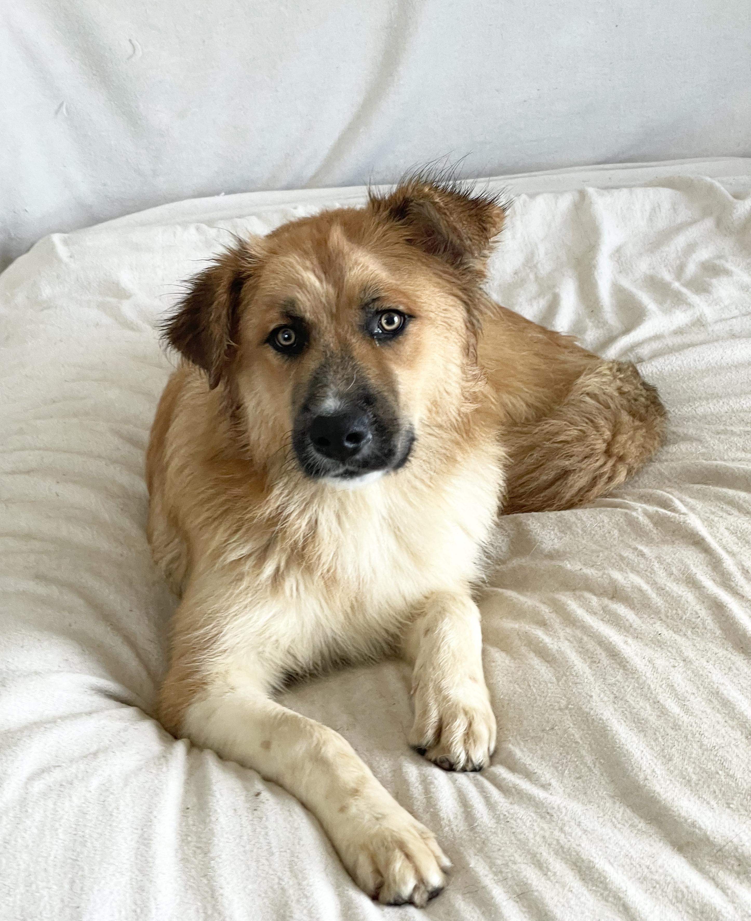 Enlarge Teddy bear , a ADOPTABLE mixed breed in West Hartford , CT image 3/5