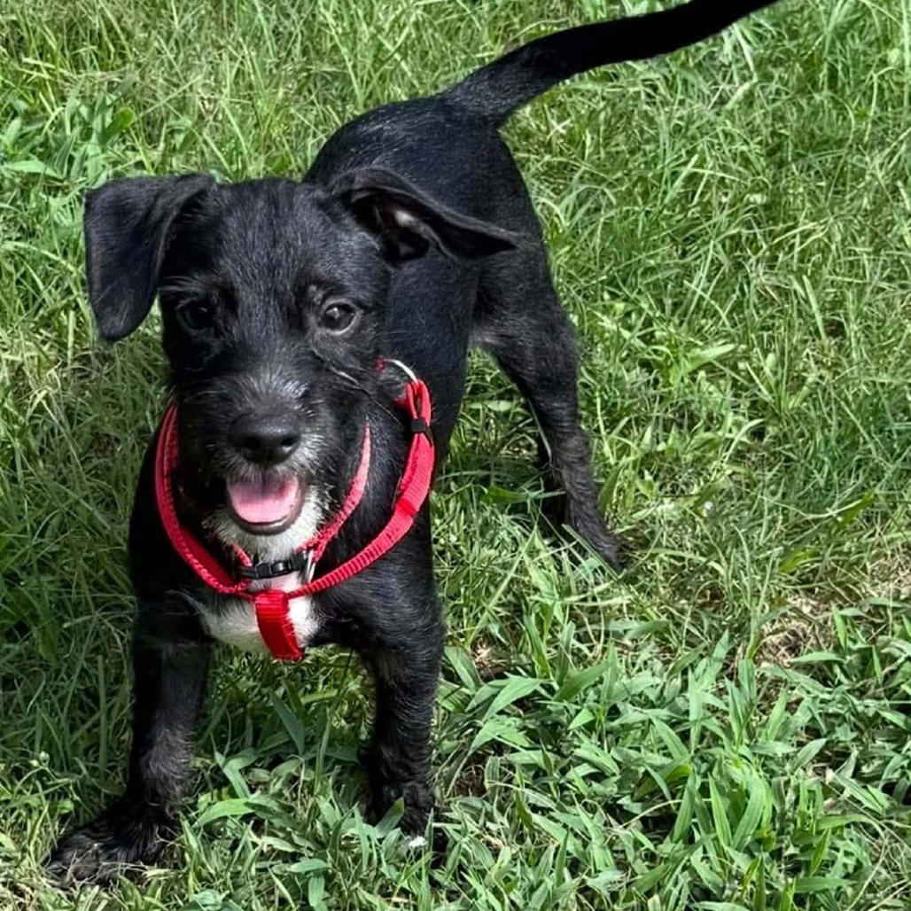 Enlarge Pumba D12641, a Adoptable mixed breed in Princeton, MN image 1/6