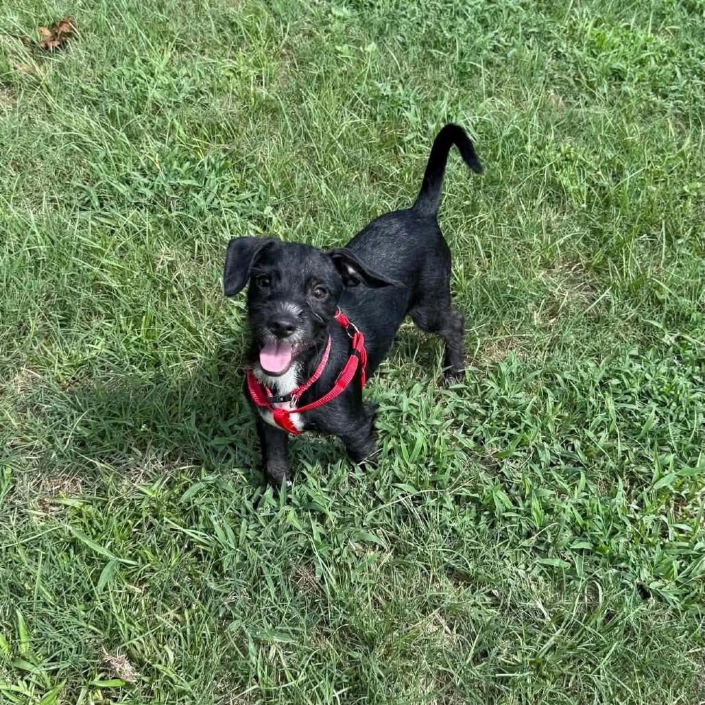 Enlarge Pumba D12641, a Adoptable mixed breed in Princeton, MN image 2/6
