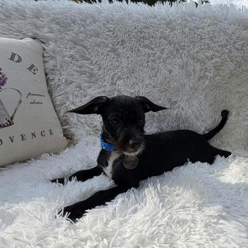 Enlarge Pumba D12641, a Adoptable mixed breed in Princeton, MN image 3/6