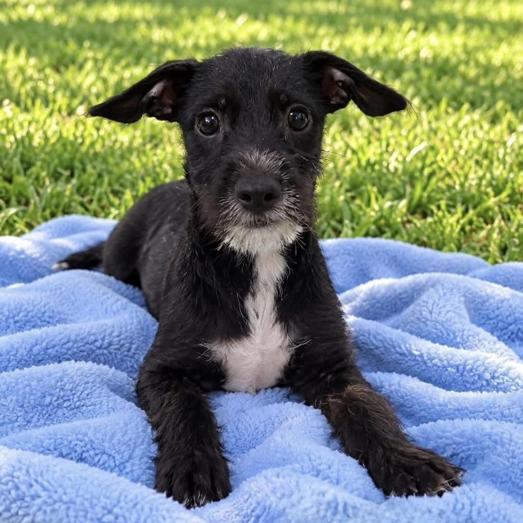 Enlarge Pumba D12641, a Adoptable mixed breed in Princeton, MN image 4/6