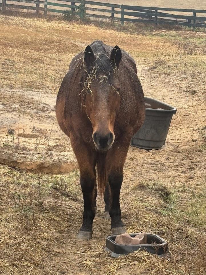 Enlarge Tess, an adoptable mixed breed in Aiken, SC image 1/1