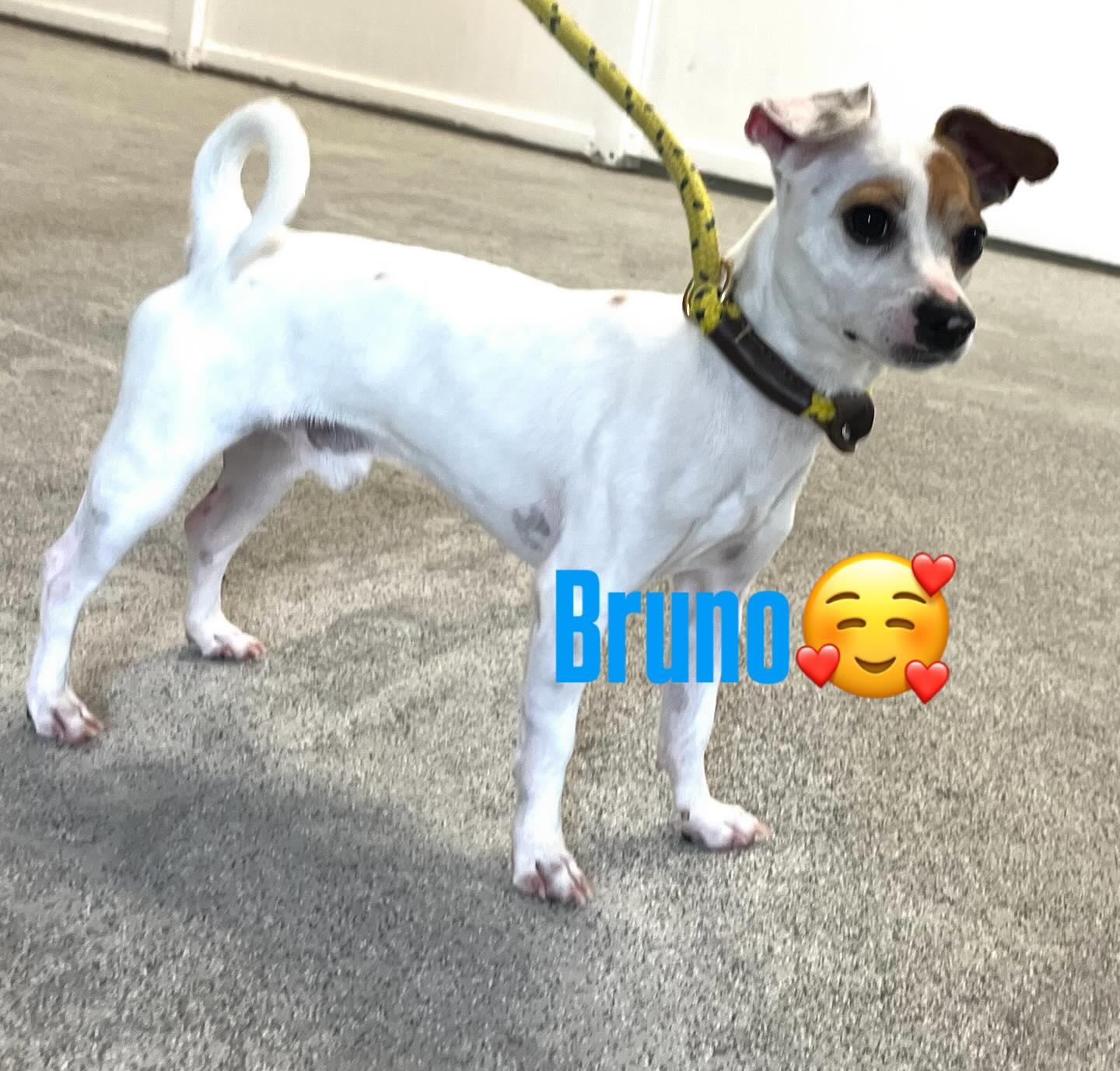 Bruno photo 3