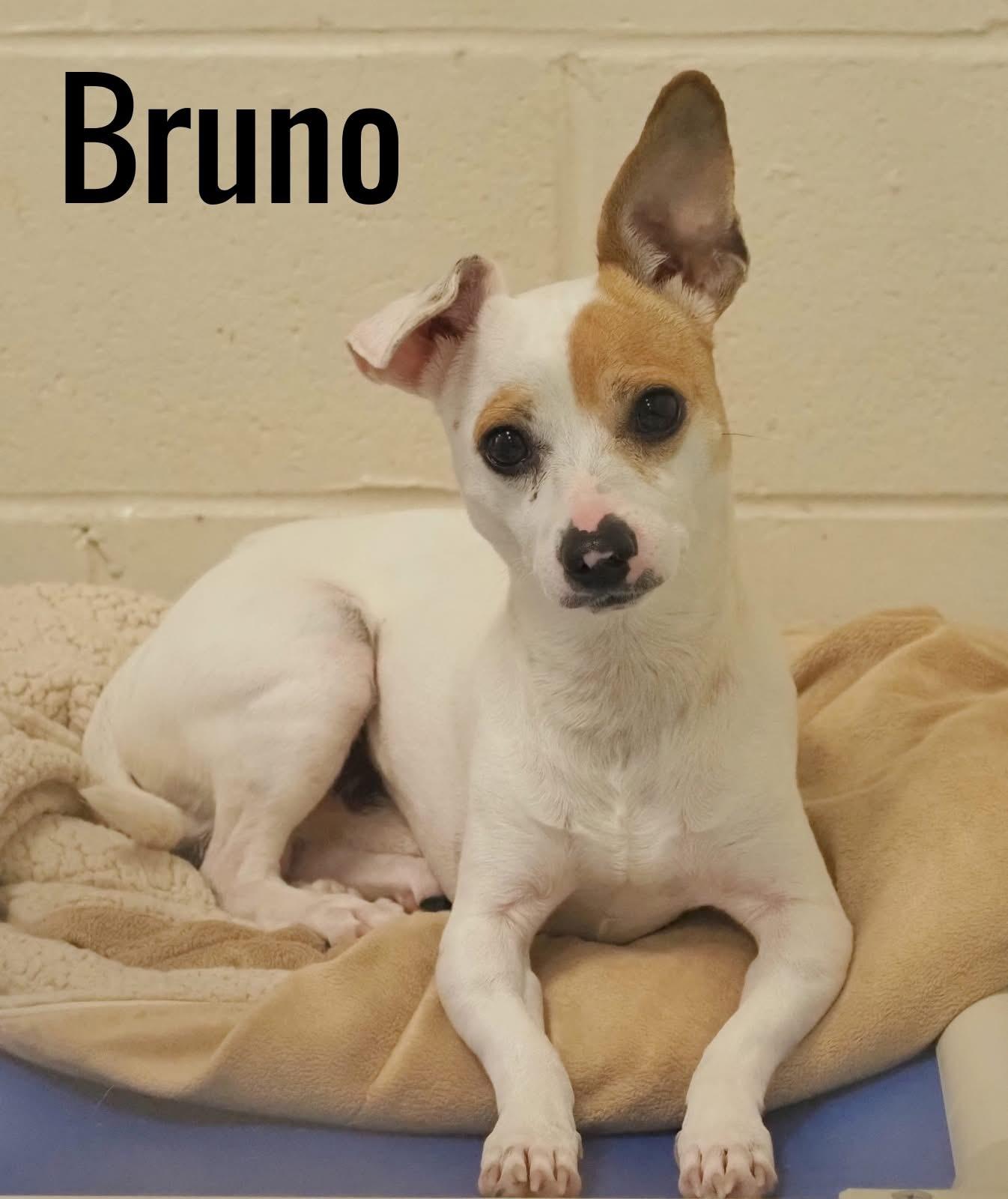 Bruno photo 5