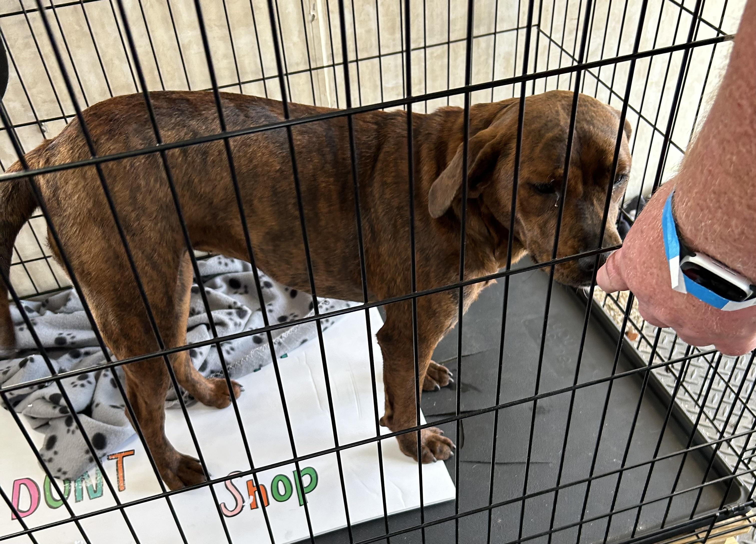 Enlarge Sienna, a Adoptable mixed breed in Paris, TX image 4/5