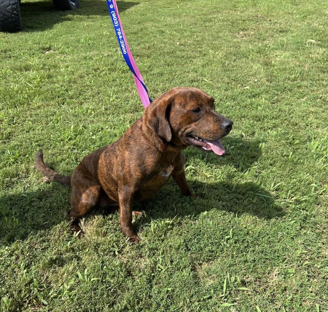 Enlarge Sienna, a Adoptable mixed breed in Paris, TX image 1/5