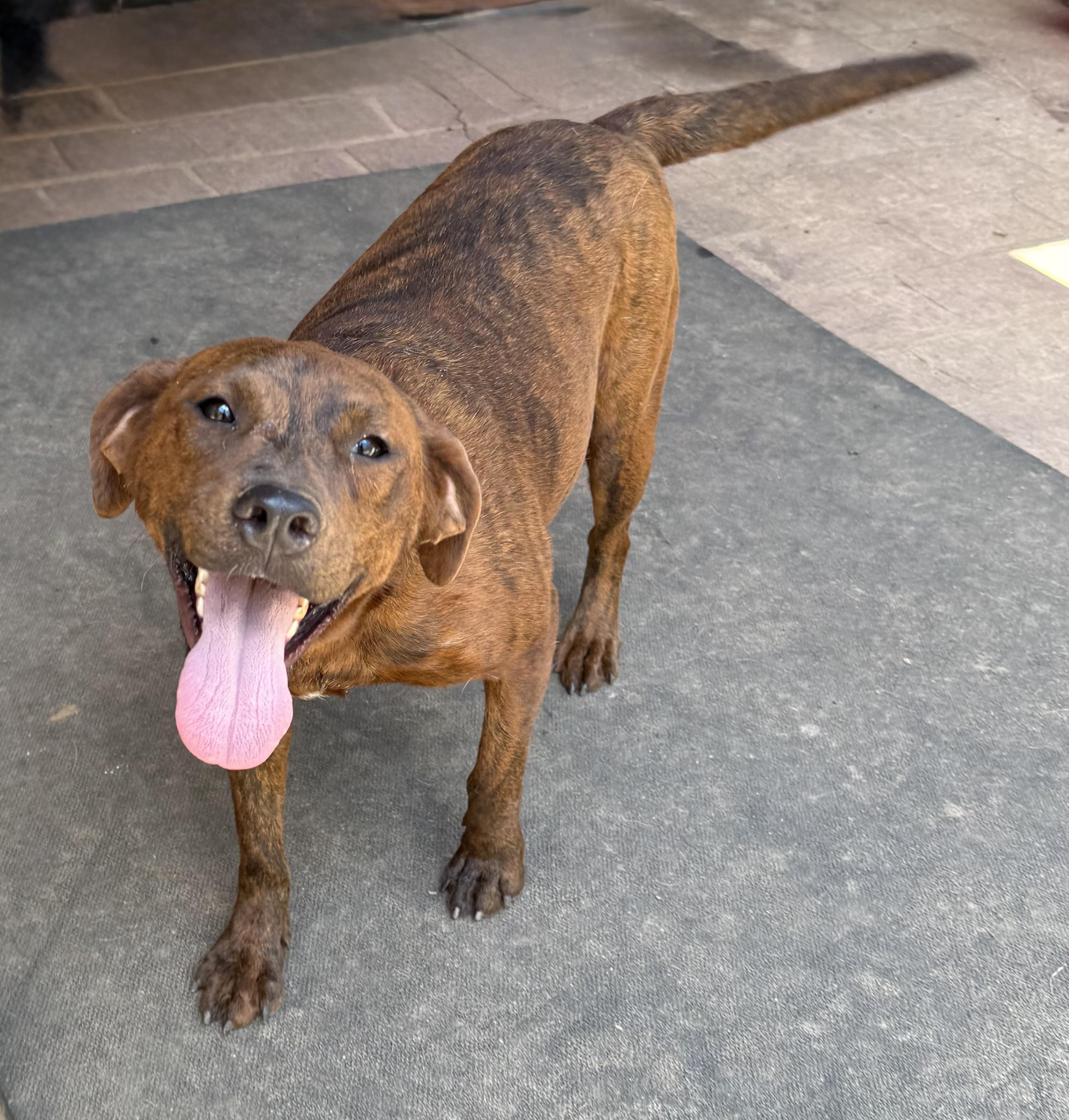 Enlarge Sienna, a Adoptable mixed breed in Paris, TX image 2/5