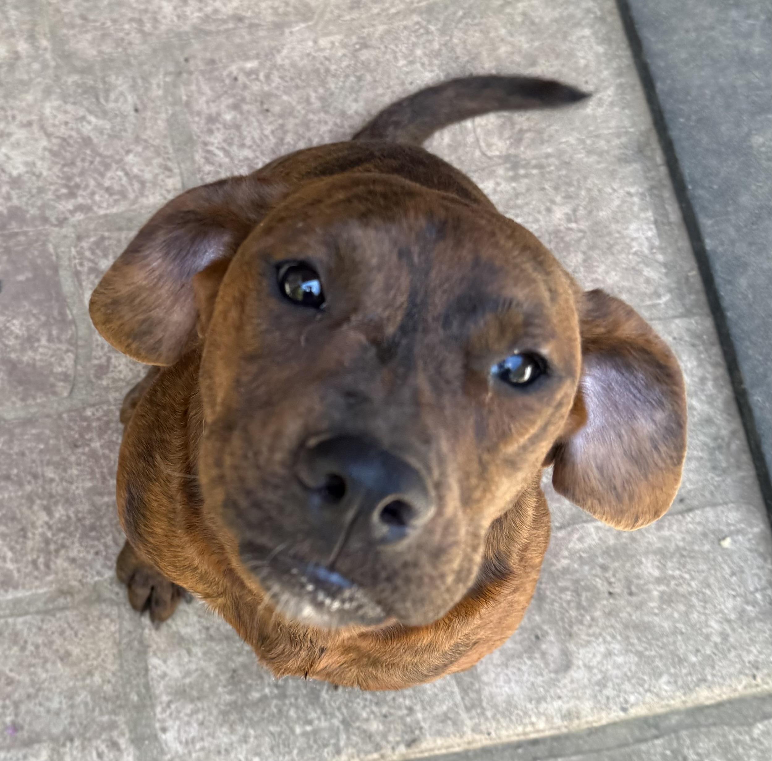 Enlarge Sienna, a Adoptable mixed breed in Paris, TX image 3/5