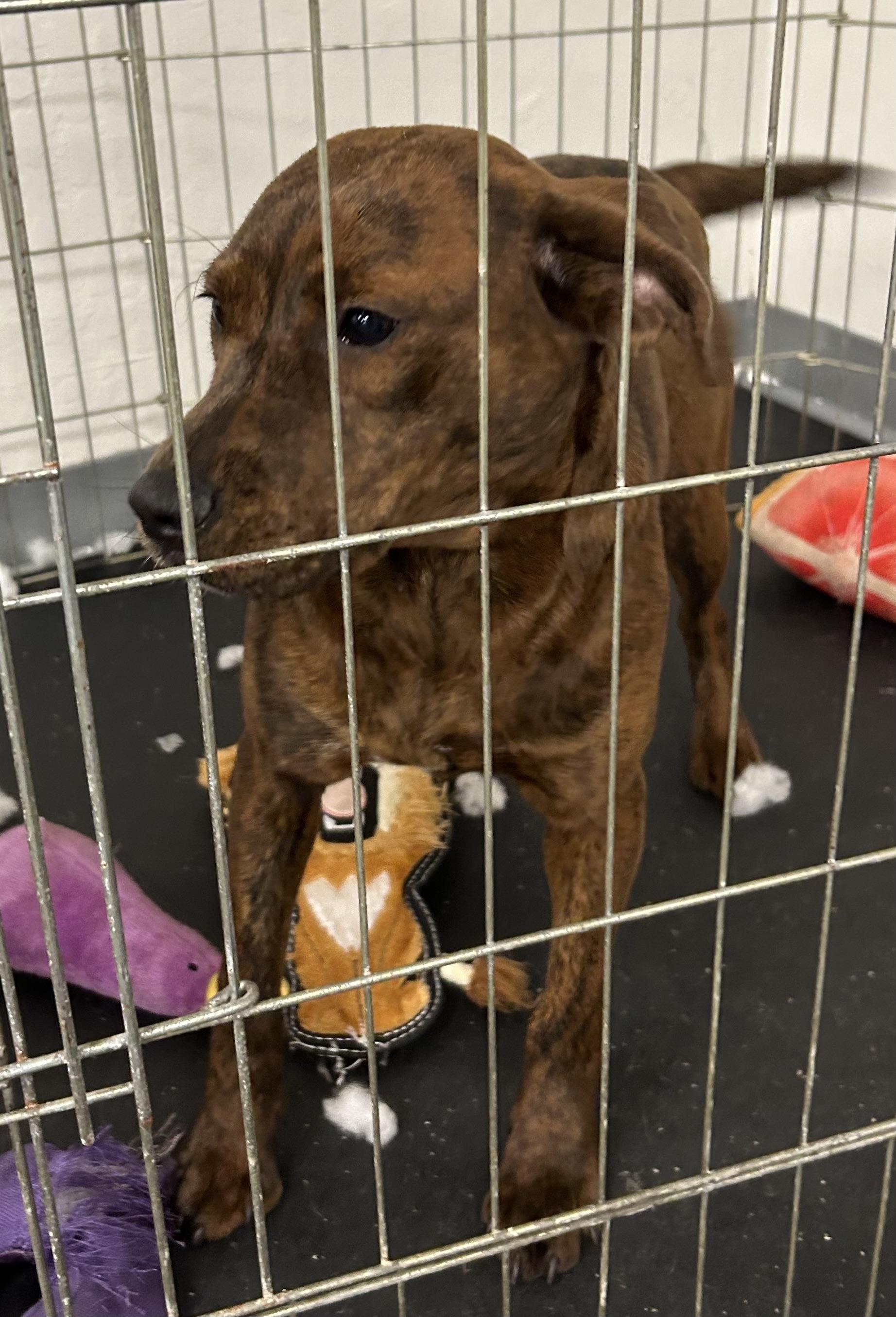 Enlarge Sienna, a Adoptable mixed breed in Paris, TX image 5/5