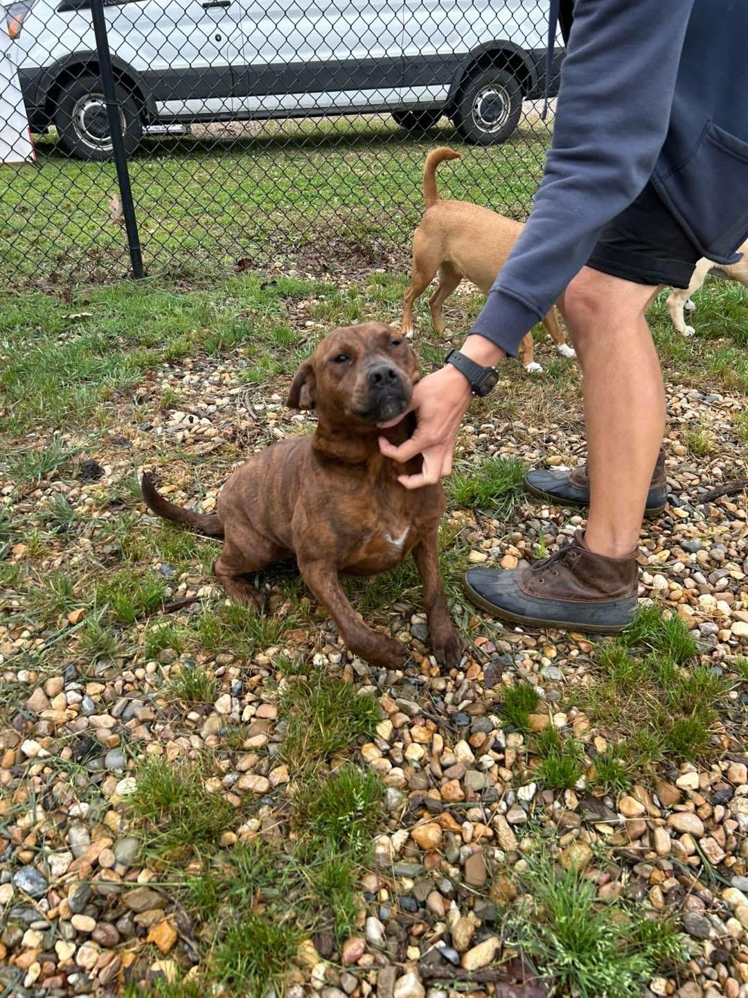 Enlarge Sienna, a Adoptable mixed breed in Paris, TX image 5/5