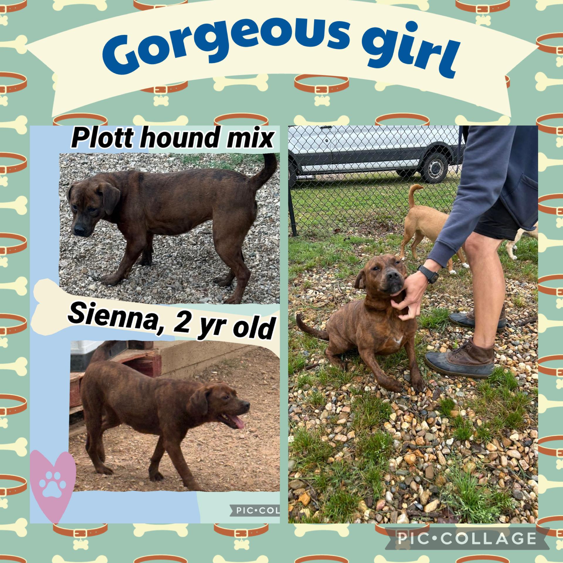 Sienna, Adoptable, Young Female Plott Hound.