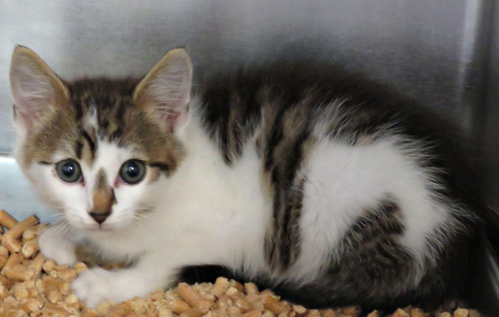 Victor, adopted, Kitten Male Domestic Short Hair.