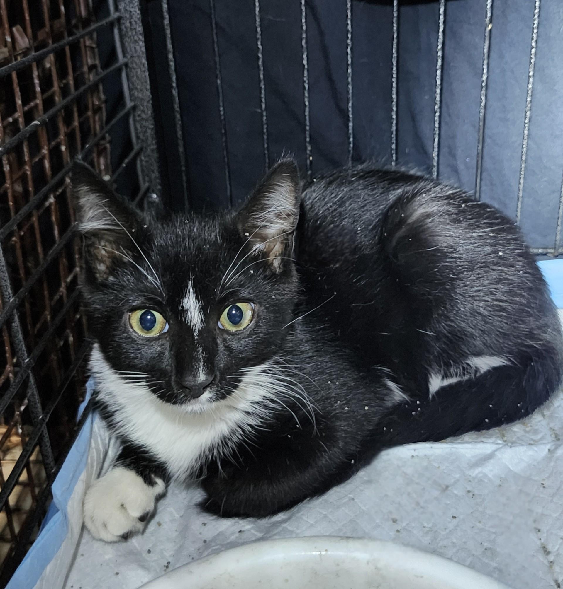 Ginger Ale, a ADOPTABLE mixed breed in East Brunswick, NJ image 3/6