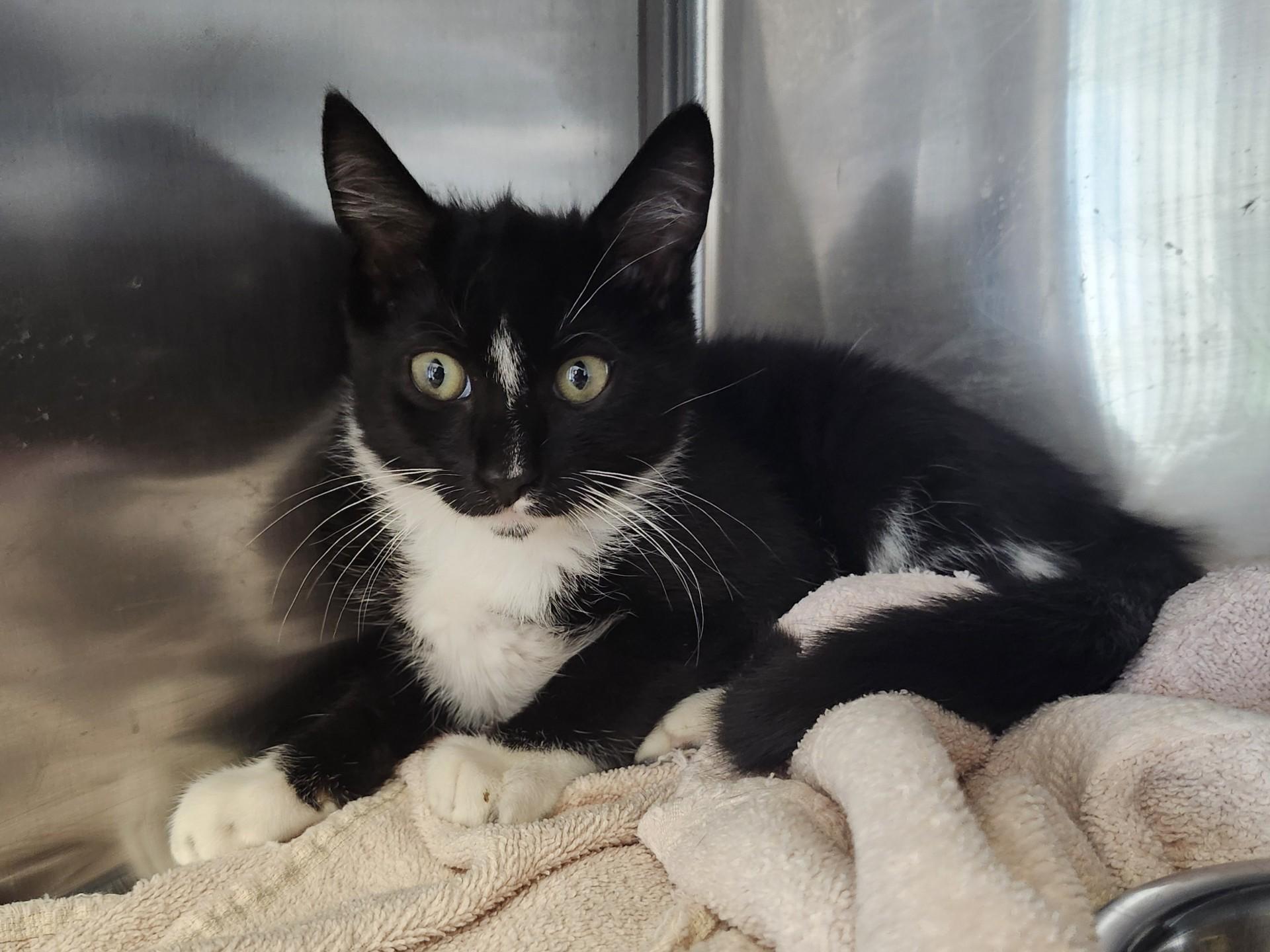 Ginger Ale, ADOPTABLE, Kitten Male Domestic Short Hair & Tuxedo.
