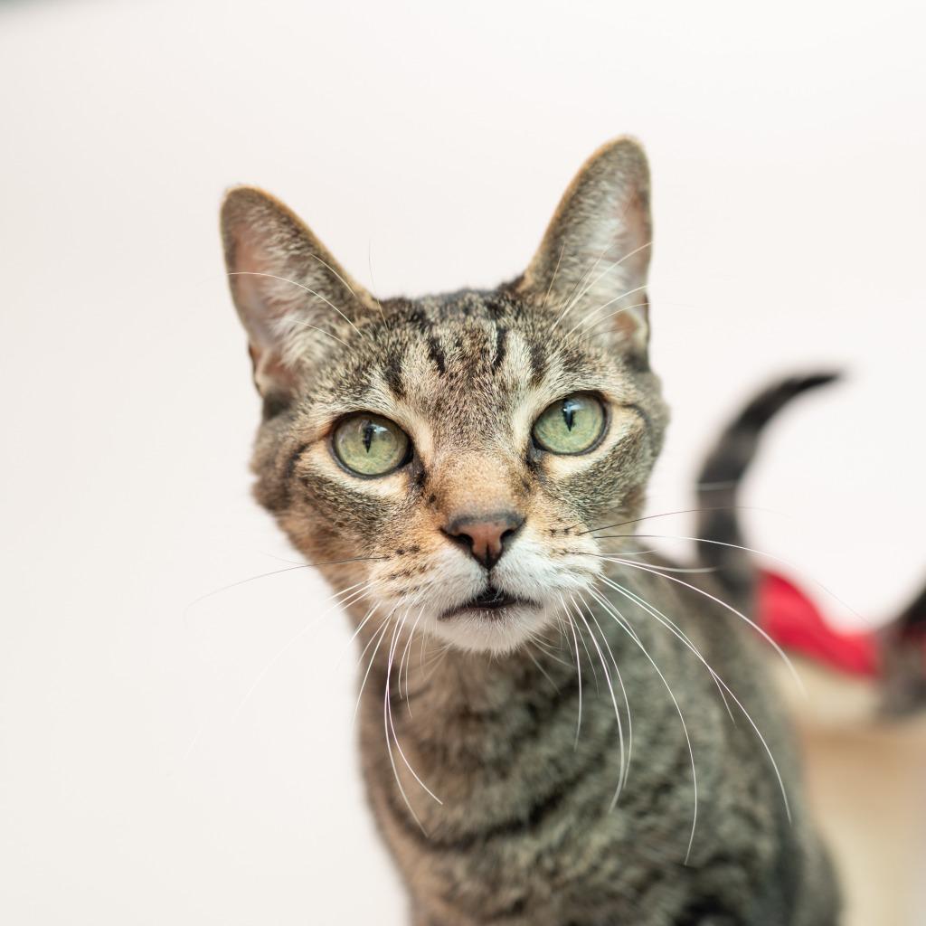 Enlarge Ali, a Adoptable mixed breed in Los Angeles, CA image 2/6