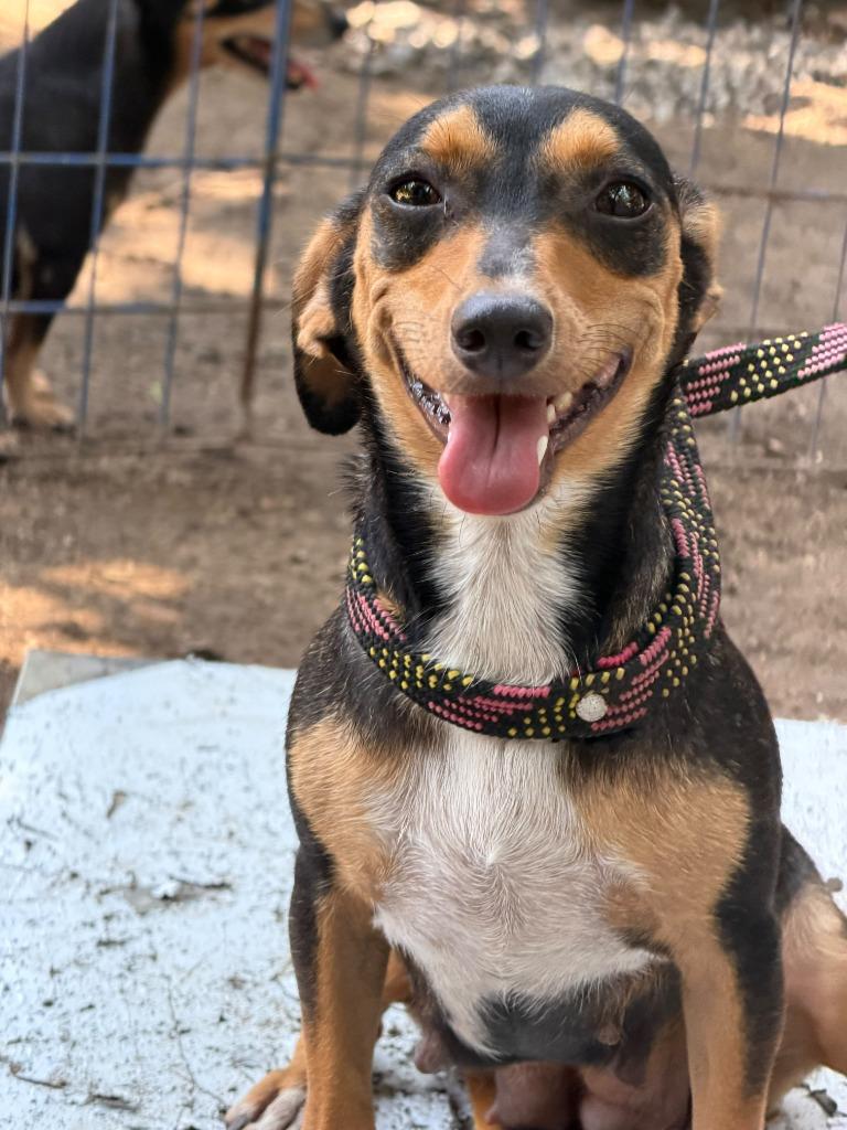 Enlarge Chaparrita, a Adoptable mixed breed in San Diego, CA image 1/2