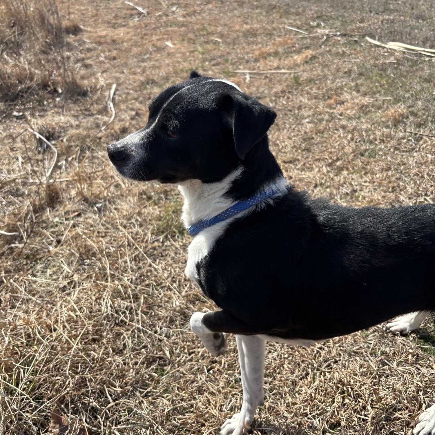 Enlarge Panda, a ADOPTABLE mixed breed in Glenpool, OK image 1/3