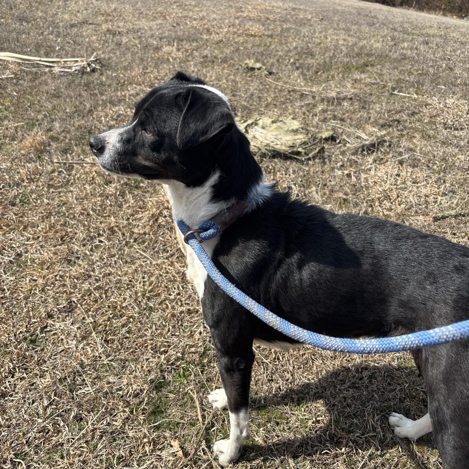 Enlarge Panda, a ADOPTABLE mixed breed in Glenpool, OK image 2/3