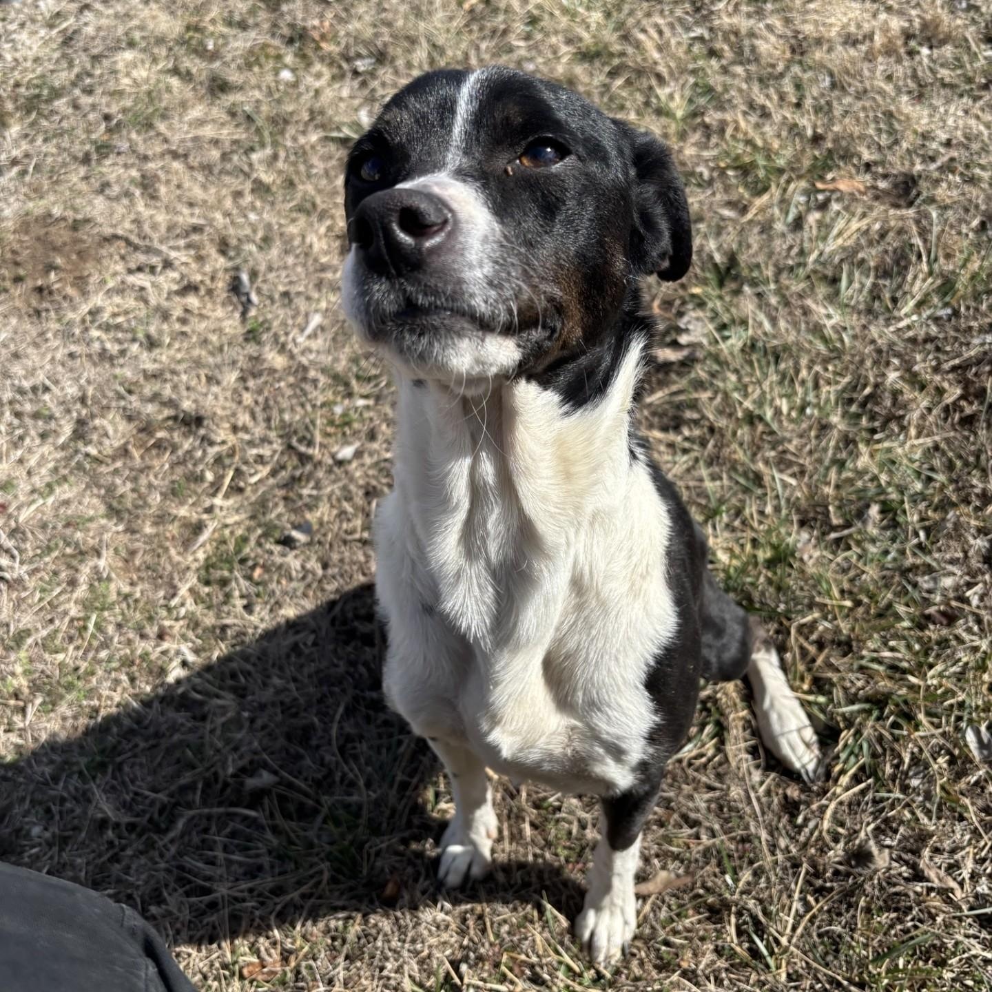 Enlarge Panda, a ADOPTABLE mixed breed in Glenpool, OK image 3/3