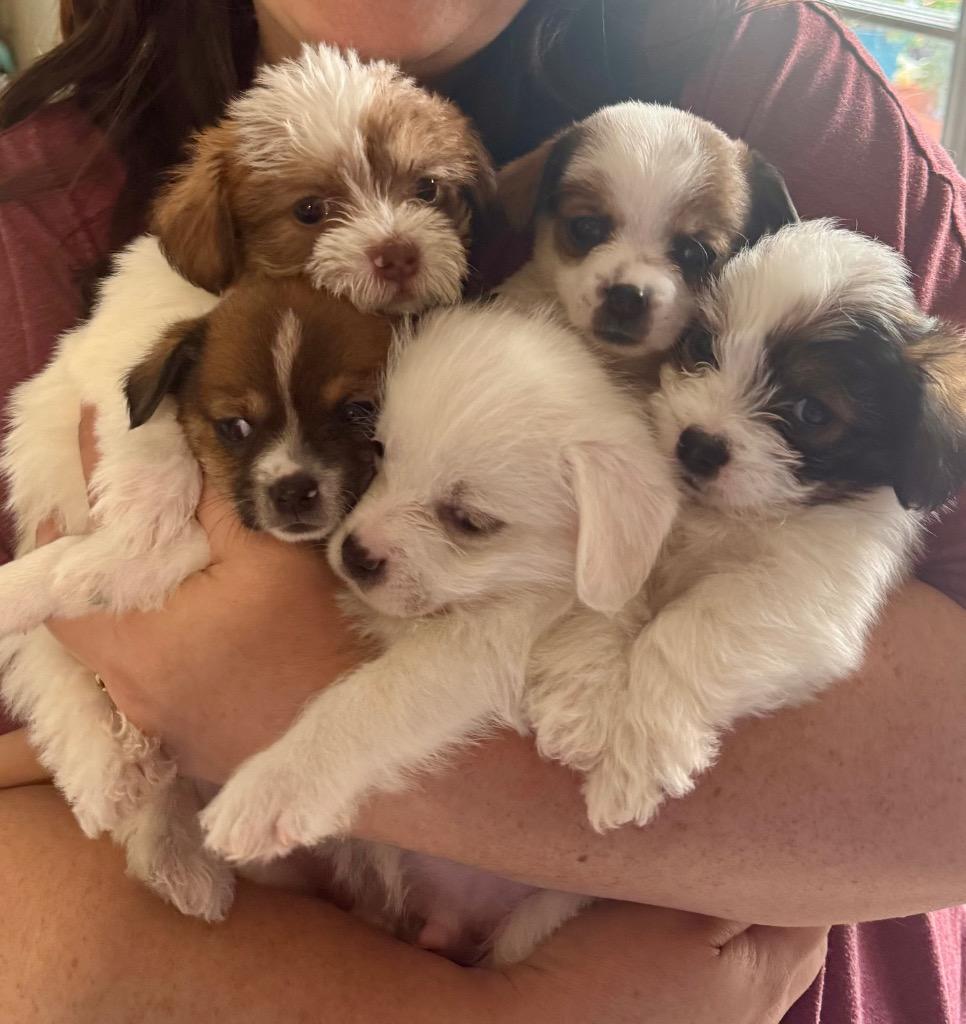 Chad, Adoptable, Puppy Male Terrier.