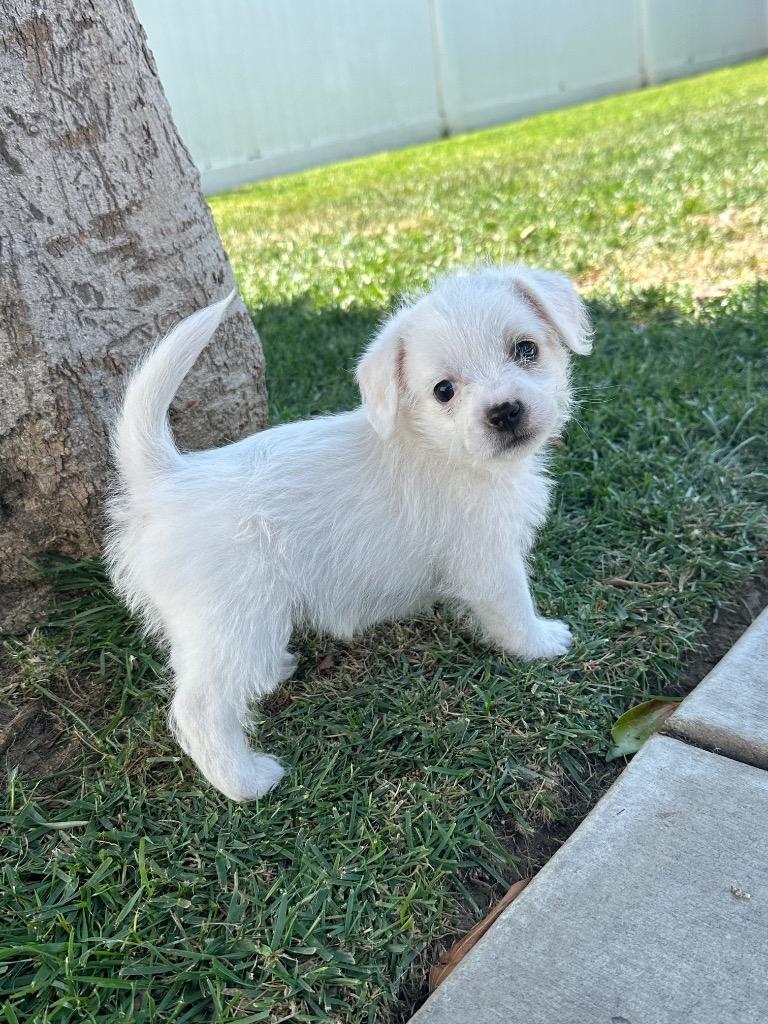 Enlarge Chad, a Adoptable mixed breed in Manhattan Beach, CA image 2/4