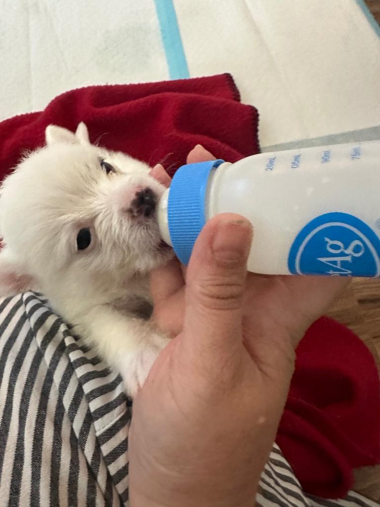 Enlarge Chad, a Adoptable mixed breed in Manhattan Beach, CA image 3/4