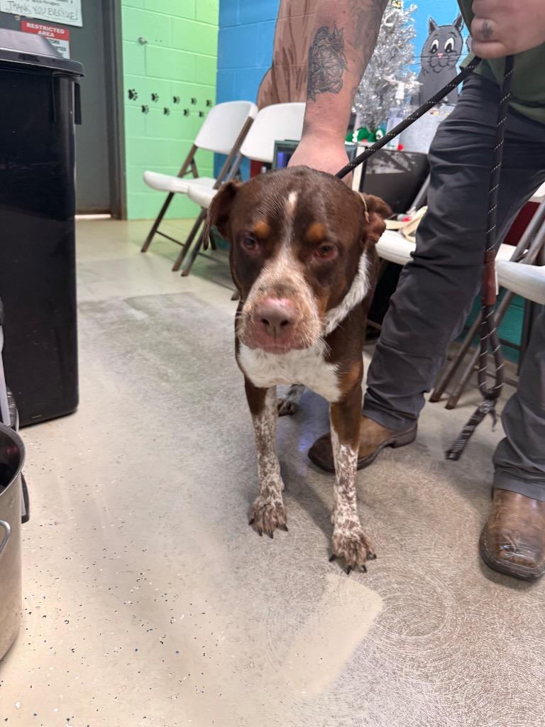 Ranger, Adoptable, Adult Male Pointer & Saint Bernard.