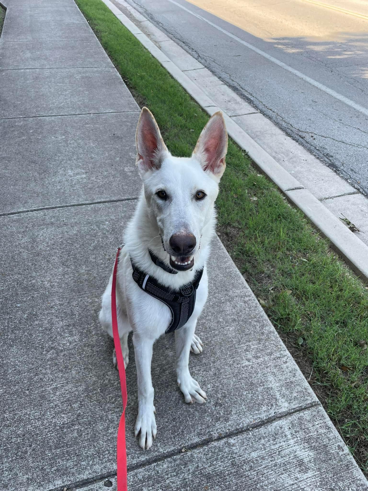 Daggry, Young Male White German Shepherd